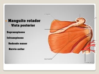 

Manguito rotador
◦ Vista posterior

Supraespinoso
Infraespinoso
Redondo menor
Nervio axilar

 
