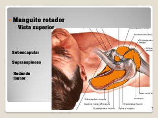 

Manguito rotador
◦ Vista superior

Subescapular
Supraespinoso
Redondo
menor

 
