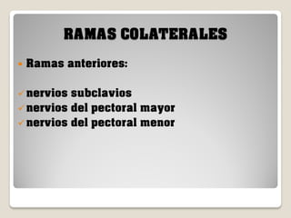 RAMAS COLATERALES


Ramas anteriores:

 nervios

subclavios
 nervios del pectoral mayor
 nervios del pectoral menor

 
