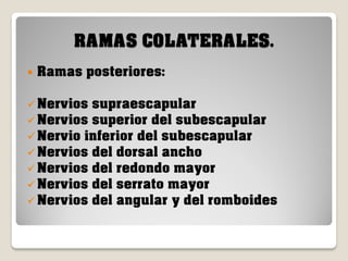 RAMAS COLATERALES.


Ramas posteriores:

 Nervios supraescapular
 Nervios superior del subescapular
 Nervio inferior del subescapular
 Nervios del dorsal ancho
 Nervios del redondo mayor
 Nervios del serrato mayor
 Nervios del angular y del romboides

 