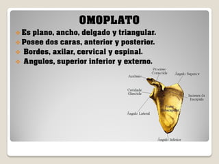 OMOPLATO
 Es

plano, ancho, delgado y triangular.
 Posee dos caras, anterior y posterior.
 Bordes, axilar, cervical y espinal.
 Angulos, superior inferior y externo.

 