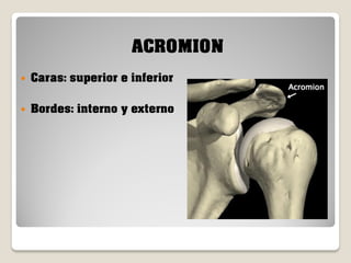 ACROMION


Caras: superior e inferior



Bordes: interno y externo

 