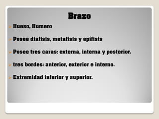 Brazo
 Hueso,

Humero

 Posee

diafisis, metafisis y epífisis

 Posee

tres caras: externa, interna y posterior.

 tres

bordes: anterior, exterior e interno.

 Extremidad

inferior y superior.

 
