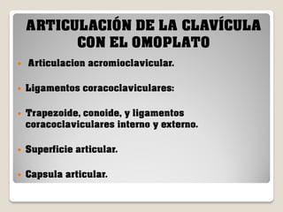 ARTICULACIÓN DE LA CLAVÍCULA
CON EL OMOPLATO


Articulacion acromioclavicular.



Ligamentos coracoclaviculares:



Trapezoide, conoide, y ligamentos
coracoclaviculares interno y externo.



Superficie articular.



Capsula articular.

 
