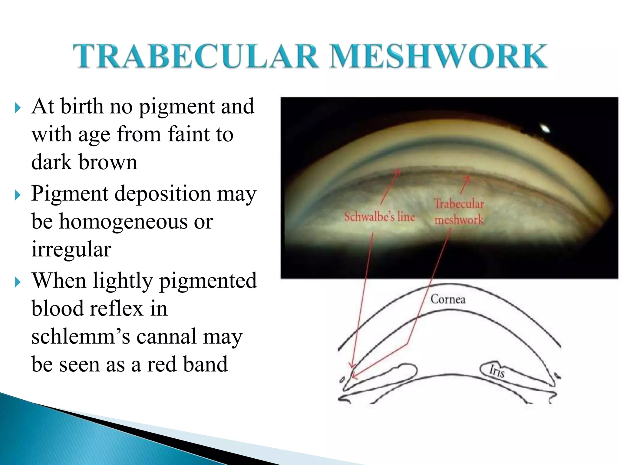  At birth no pigment and
with age from faint to
dark brown
 Pigment deposition may
be homogeneous or
irregular
 When lightly pigmented
blood reflex in
schlemm’s cannal may
be seen as a red band
 