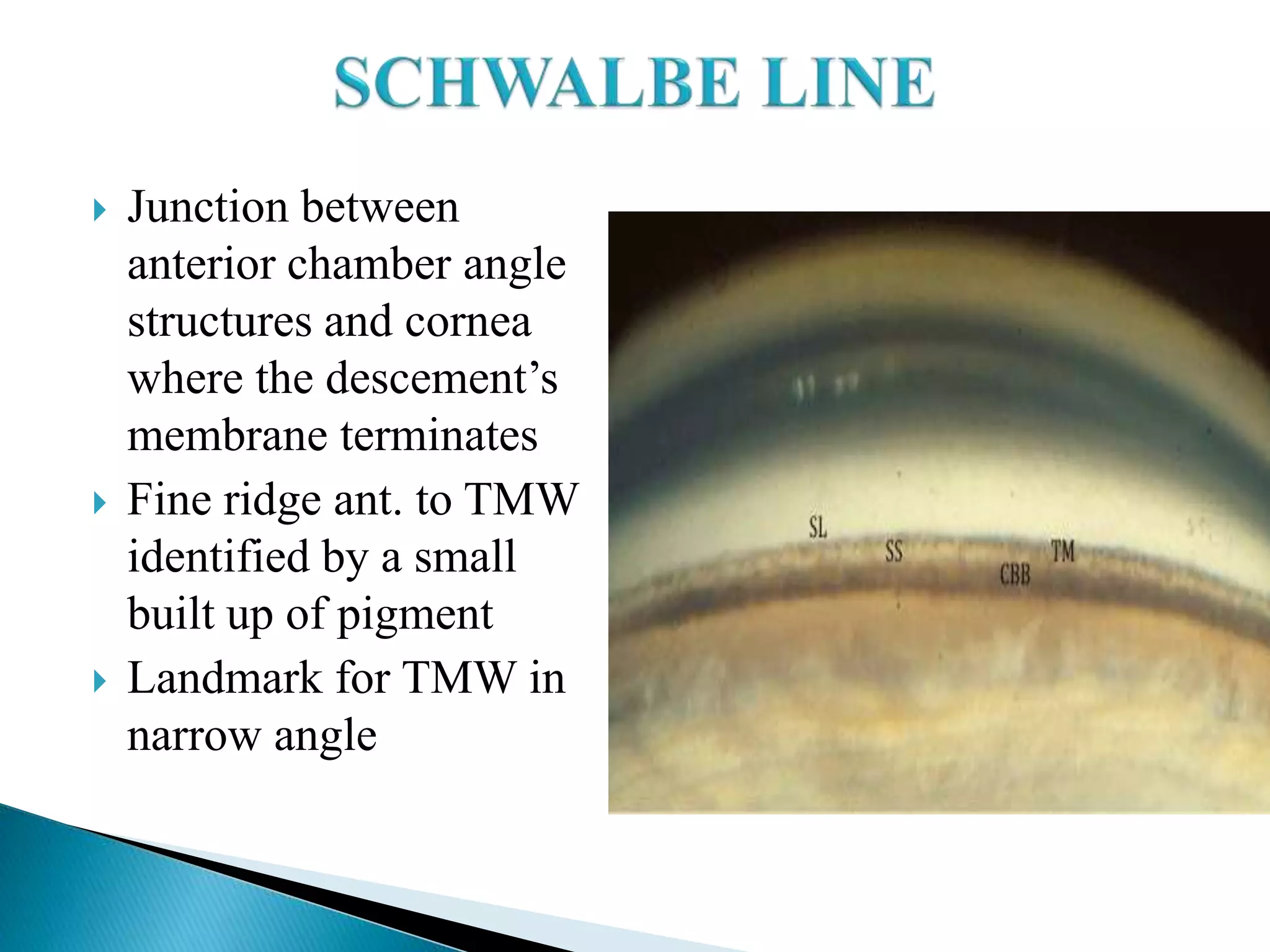  Junction between
anterior chamber angle
structures and cornea
where the descement’s
membrane terminates
 Fine ridge ant. to TMW
identified by a small
built up of pigment
 Landmark for TMW in
narrow angle
 