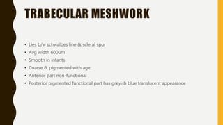 TRABECULAR MESHWORK
• Lies b/w schwalbes line & scleral spur
• Avg width 600um
• Smooth in infants
• Coarse & pigmented with age
• Anterior part non-functional
• Posterior pigmented functional part has greyish blue translucent appearance
 