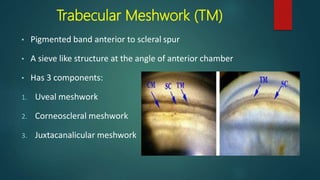 Trabecular Meshwork Components Gonioscopy | PPTX