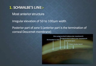 1. SCHWALBE’S LINE:-
Most anterior structure
Irregular elevation of 50 to 100µm width
Posterior part of zone S (anterior part is the termination of
corneal Descemet membrane)
 