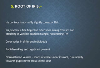 5. ROOT OF IRIS :-
Iris contour is normally slightly convexorflat
Iris processes- fine finger like extensions arising fromiris and
attaching atvariable position in angle, not crossing TM
Color varies in differentindividuals
Radial marking and crypts arepresent
Normal blood vessels – loops of vessels near iris root, run radially
towards pupil; never cross scleral spur
 