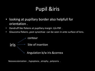 Pupil &iris
• looking at pupillary border also helpfull for
  orientation .
• Dandruff like flekens at pupillary margin :t/o PXF .
• Glaucoma flekens ,post synechiae can be seen in ante surface of lens.

                      contour

   iris               Site of insertion

                     Angulation b/w iris &cornea

  Neovascularization , hypoplasia , atrophy , polycoria .
 