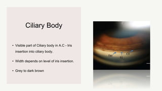 Ciliary Body
• Visible part of Ciliary body in A.C - Iris
insertion into ciliary body.
• Width depends on level of iris insertion.
• Grey to dark brown
 