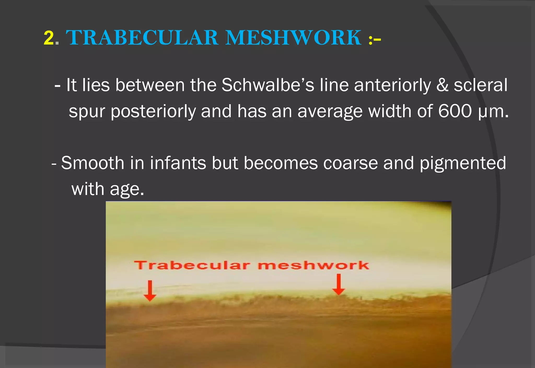 2. TRABECULAR MESHWORK :-
- It lies between the Schwalbe’s line anteriorly & scleral
spur posteriorly and has an average width of 600 µm.
- Smooth in infants but becomes coarse and pigmented
with age.
 