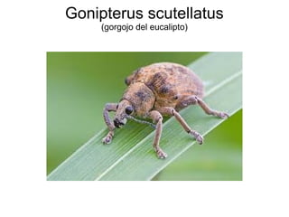 Gonipterus scutellatus
(gorgojo del eucalipto)

 