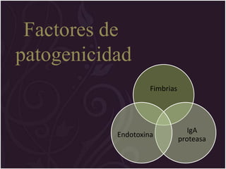 Factores de
patogenicidad
                    Fimbrias




                                  IgA
           Endotoxina
                               proteasa
 