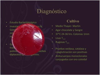 Diagnóstico
• Estudio Bacterioscópico                      Cultivo
• Investigación de antígenos N.   •   Medio Thayer- Martin
  Gonorrhoeae por                 •   Agar chocolate y Sangre
  inmunofluorescencia o por       •   37°C 24-36 hrs. Colonias 1mm
  reacción enzimática
                                  •   Lisas T1-2
                                  •   Rugosas T3-5
• Estudio Bactrioscópico en el
  frotis tendremos                • Pruebas oxidasa, catalasa y
  polimorfonucleares con muchos     coaglutinación son positivas
  diplococos gramnegativos.
                                  • Anitucuerpos monoclonales
                                    conjugados con oro coloidal
 