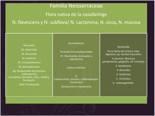 Familia Neisserraceae
                                   Flora nativa de la nasofarínge
   N. flavescens y N. subflava/ N. Lactamina, N. sicca, N. mucosa


                                                        Acinetobacter
              Moraxella
                                                                                                     Verllonella
            M. catarrhalis
                                                Personas inmunodeprimidas                   Flora nativa de la boca, tubo
            M. lacunnata                                                                  digestivo, ap. Genital masculino
                                                CC. Neumonías, bronquitis y
            M. osloensis                               septicemias                             V. parvula- Abscesos
        M. nonliquefasciens                                                            peridentarios, gingivitis, inf. Urinarias
         M. phenylpyruvica                                                                          V. alcalescens
                                                      Cultivo ordinario
   Ag. Responsable de procesos                                                                       V. discordes
           inflamatorios                                                                            V. reniformis
purulentos, faringitis, otitis, media y                        Tx.
                                           Carbenicilina, colistina, sulfametoxazol-                V. orviculaus
             bronquitis.
                                                          trimetropin                            V. vulvovaginitidis.
          Med. Enriquecido
                                                 Gentamicina y Kanamicina
 