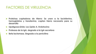 6 
FACTORES DE VIRULENCIA 
 Proteínas captadoras de Hierro: Se unen a la lactoferrina, 
hemoglobina y transferrina, captan hierro necesario para su 
desarrollo 
 Lipoligosacárido: Los Lípido A. Endotoxina 
 Proteasa de la IgA, degrada a la IgA secretora 
 Beta lactamasa. Degrada a la penicilina 
 