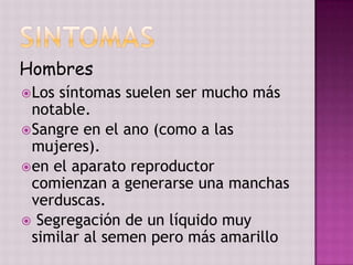 sintomasHombresLos síntomas suelen ser mucho más notable.Sangre en el ano (como a las mujeres).en el aparato reproductor comienzan a generarse una manchas verduscas.Segregación de un líquido muy similar al semen pero más amarillo