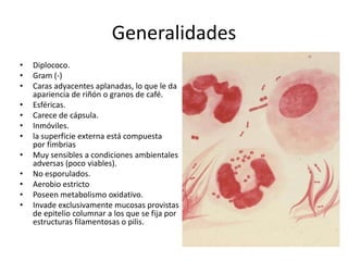 Generalidades
•   Diplococo.
•   Gram (-)
•   Caras adyacentes aplanadas, lo que le da
    apariencia de riñón o granos de café.
•   Esféricas.
•   Carece de cápsula.
•   Inmóviles.
•   la superficie externa está compuesta
    por fimbrias
•   Muy sensibles a condiciones ambientales
    adversas (poco viables).
•   No esporulados.
•   Aerobio estricto
•   Poseen metabolismo oxidativo.
•   Invade exclusivamente mucosas provistas
    de epitelio columnar a los que se fija por
    estructuras filamentosas o pilis.
 