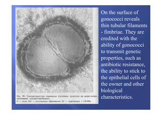 On the surface of
gonococci reveals
thin tubular filaments
- fimbriae. They are
credited with the
ability of gonococci
to transmit genetic
properties, such as
antibiotic resistance,
the ability to stick to
the epithelial cells of
the owner and other
biological
characteristics.
 
