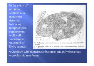 In the study of
ultrathin
sections of a
gonorrhea
detected
following
morphological
components:
•cell wall
•mezosoma
•nucleoid of
DNA strands
•cytoplasm with numerous ribosomes and polyribosomes
•cytoplasmic membrane
 