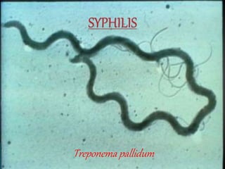 Treponema pallidum
 