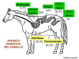 Estómago
Intestino
Delgado
Ciego
Colon
Mayor
Colon
Mayor
Colon
Menor
Hidrólisis
FermentaciónAPARATO
DIGESTIVO
DEL CABALLO
Guillermo González
 