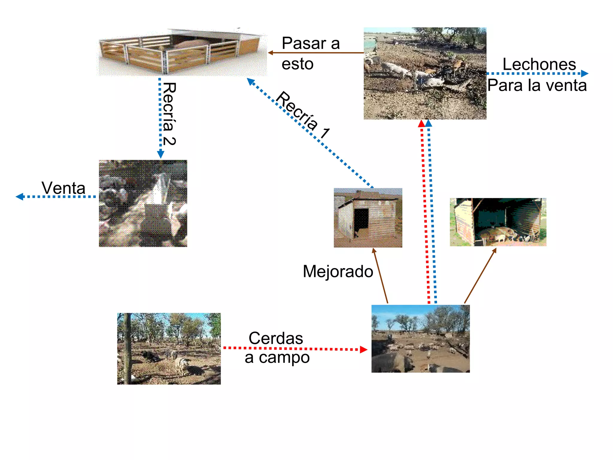a campo
Mejorado
Cerdas
Lechones
Para la venta
Recría
1
Recría2
Venta
Pasar a
esto
 