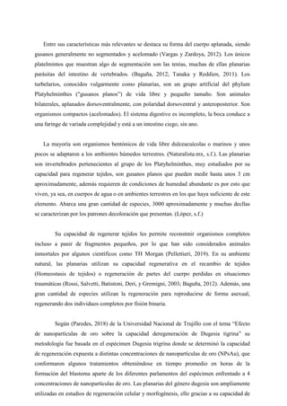 Entre sus características más relevantes se destaca su forma del cuerpo aplanada, siendo
gusanos generalmente no segmentados y acelomado (Vargas y Zardoya, 2012). Los únicos
platelmintos que muestran algo de segmentación son las tenías, muchas de ellas planarias
parásitas del intestino de vertebrados. (Baguña, 2012; Tanaka y Reddien, 2011). Los
turbelarios, conocidos vulgarmente como planarias, son un grupo artificial del phylum
Platyhelminthes ("gusanos planos”) de vida libre y pequeño tamaño. Son animales
bilaterales, aplanados dorsoventralmente, con polaridad dorsoventral y anteroposterior. Son
organismos compactos (acelomados). El sistema digestivo es incompleto, la boca conduce a
una faringe de variada complejidad y está a un intestino ciego, sin ano.
La mayoría son organismos bentónicos de vida libre dulceacuícolas o marinos y unos
pocos se adaptaron a los ambientes húmedos terrestres. (Naturalista.mx, s.f.). Las planarias
son invertebrados pertenecientes al grupo de los Platyhelminthes, muy estudiados por su
capacidad para regenerar tejidos, son gusanos planos que pueden medir hasta unos 3 cm
aproximadamente, además requieren de condiciones de humedad abundante es por esto que
viven, ya sea, en cuerpos de agua o en ambientes terrestres en los que haya suficiente de este
elemento. Abarca una gran cantidad de especies, 3000 aproximadamente y muchas decllas
se caracterizan por los patrones decoloración que presentan. (López, s.f.)
Su capacidad de regenerar tejidos les permite reconstmir organismos completos
incluso a panir de fragmentos pequeños, por lo que han sido considerados animales
inmortales por algunos científicos como TH Morgan (Pellettieri, 2019). En su ambiente
natural, las planarias utilizan su capacidad regenerativa en el recambio de tejidos
(Homeostasis de tejidos) o regeneración de partes del cuerpo perdidas en situaciones
traumáticas (Rossi, Salvetti, Batistoni, Deri, y Gremigni, 2003; Baguña, 2012). Además, una
gran cantidad de especies utilizan la regeneración para reproducirse de forma asexual,
regenerando dos individuos completos por fisión binaria.
Según (Paredes, 2018) de la Universidad Nacional de Trujillo con el tema “Efecto
de nanopartículas de oro sobre la capacidad deregeneración de Dugesia tigrina” su
metodología fue basada en el espécimen Dugesia trigrina donde se determinó la capacidad
de regeneración expuesta a distintas concentraciones de nanopartículas de oro (NPsAu), que
conformaron algunos tratamientos obteniéndose en tiempo promedio en horas de la
formación del blastema aparte de los diferentes parlamentos del espécimen enfrentado a 4
concentraciones de nanopartículas de oro. Las planarias del género dugesia son ampliamente
utilizadas en estudios de regeneración celular y morfogénesis, ello gracias a su capacidad de
 