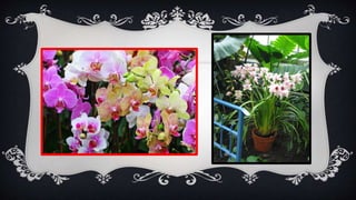 González valentín presentación_competic2