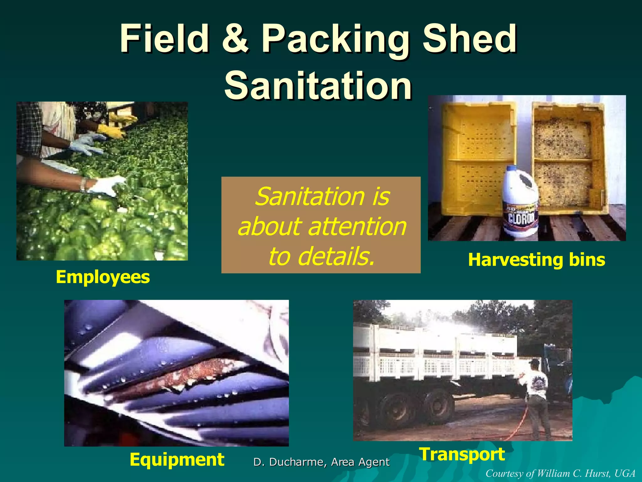 Field & Packing Shed Sanitation Sanitation is about attention to details. Employees Equipment Harvesting bins Transport Courtesy of William C. Hurst, UGA 