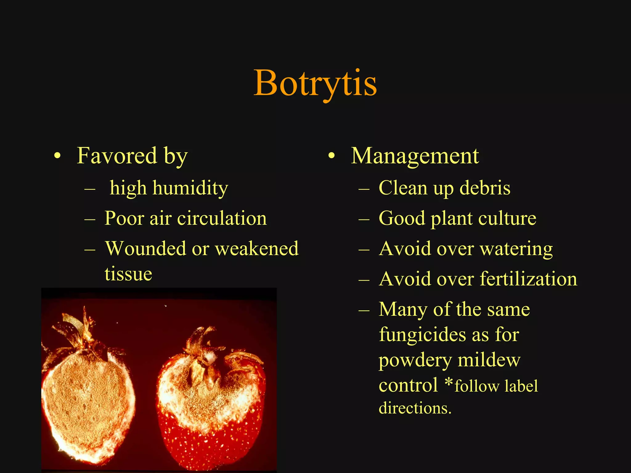 Good Class4 Ornamental Diseases