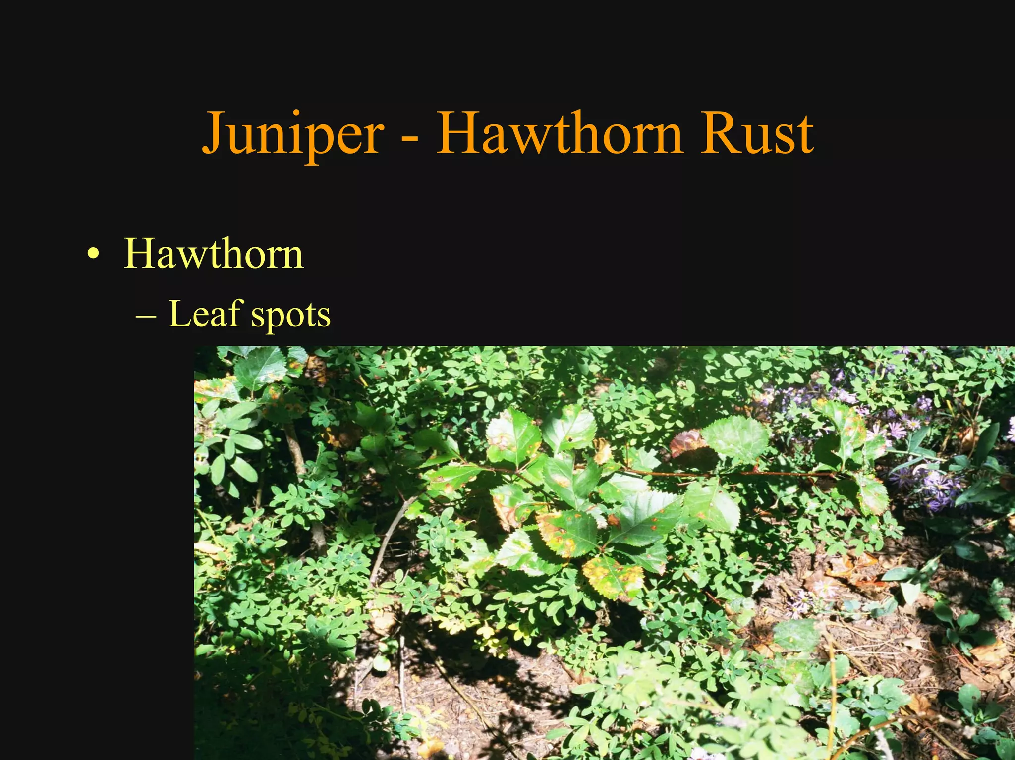 Good Class4 Ornamental Diseases