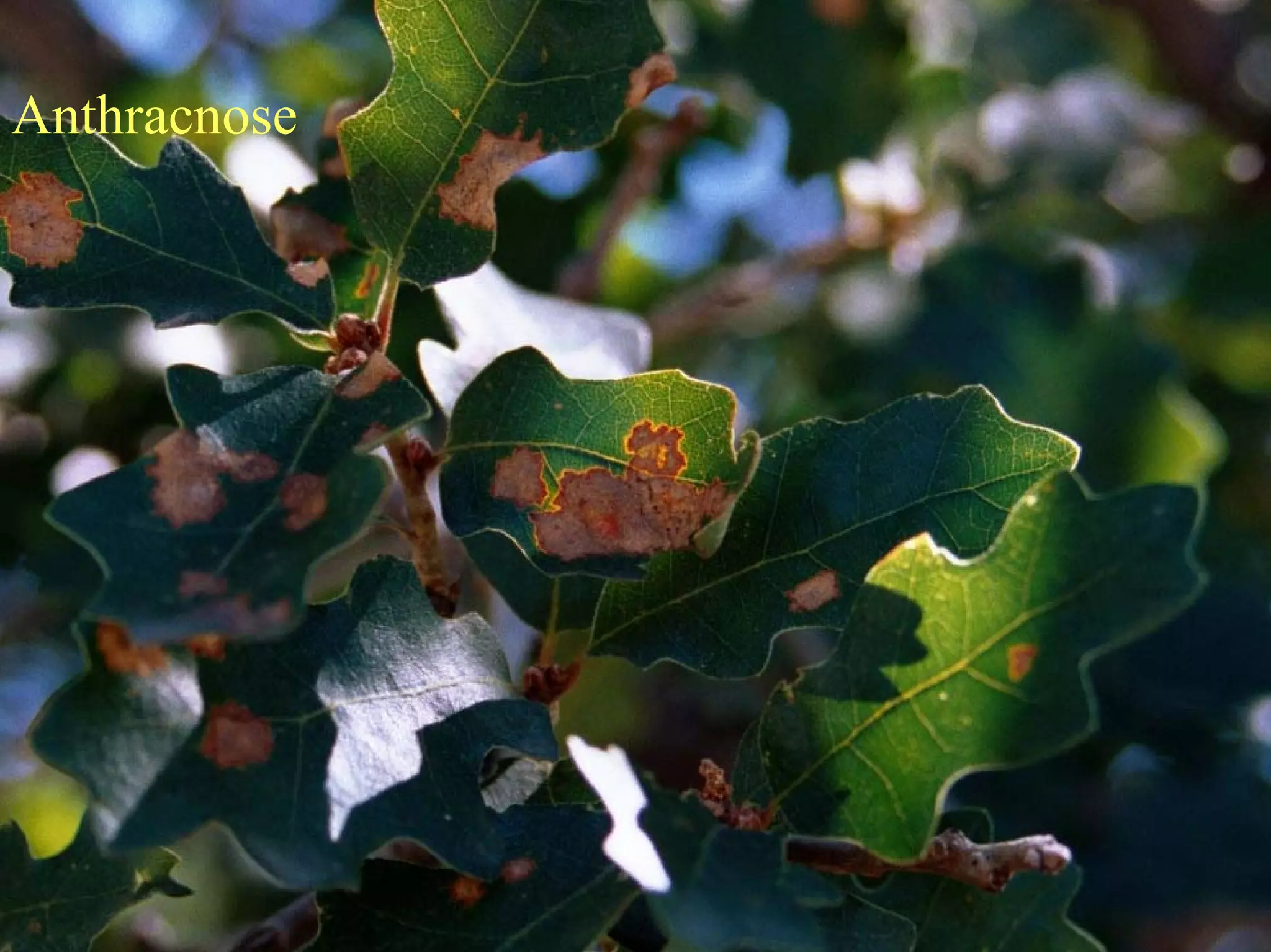 Good Class4 Ornamental Diseases