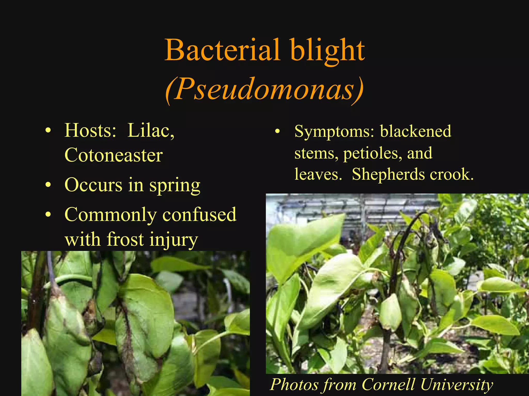 Good Class4 Ornamental Diseases