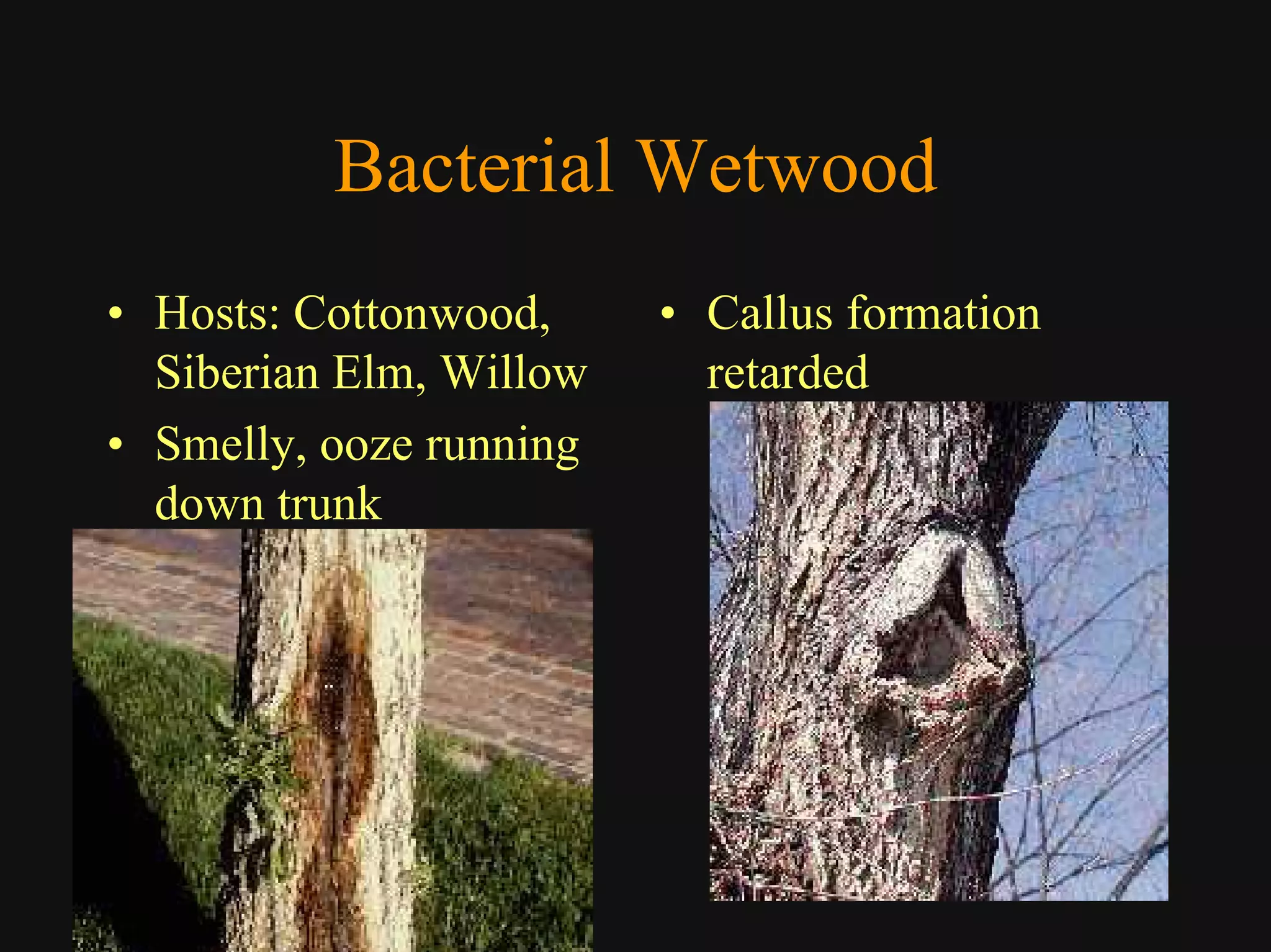 Good Class4 Ornamental Diseases