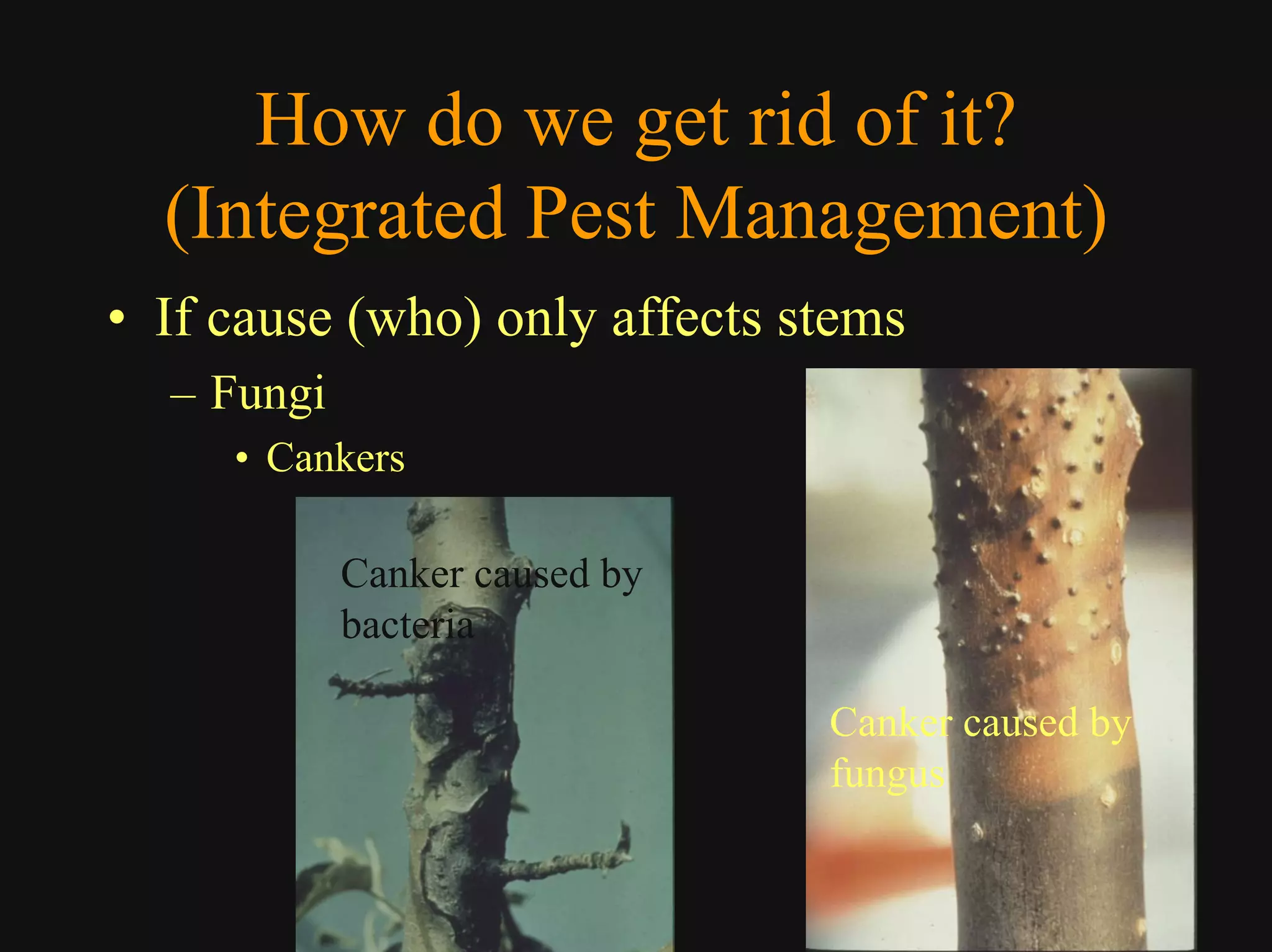 Good Class4 Ornamental Diseases