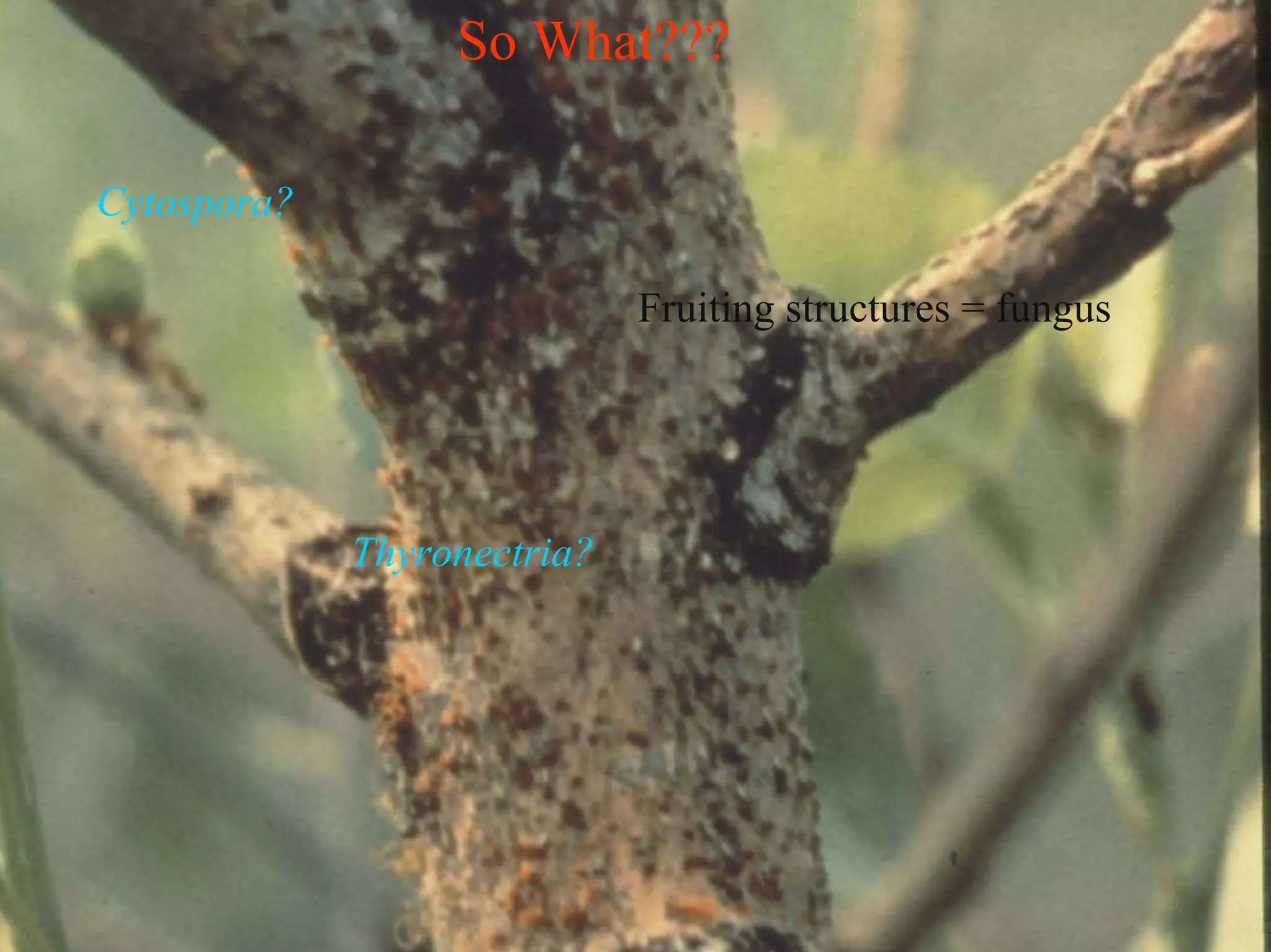 Good Class4 Ornamental Diseases