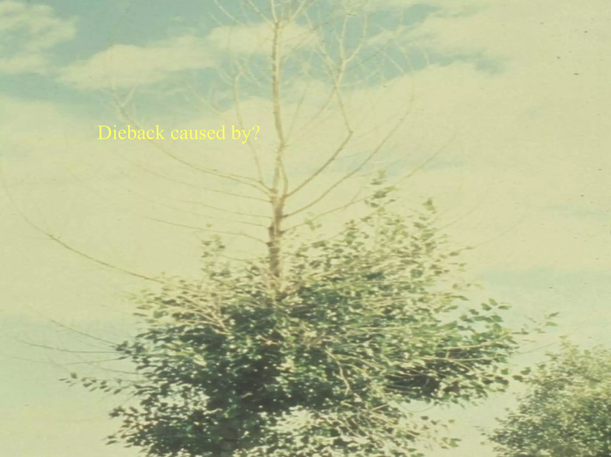 Good Class4 Ornamental Diseases