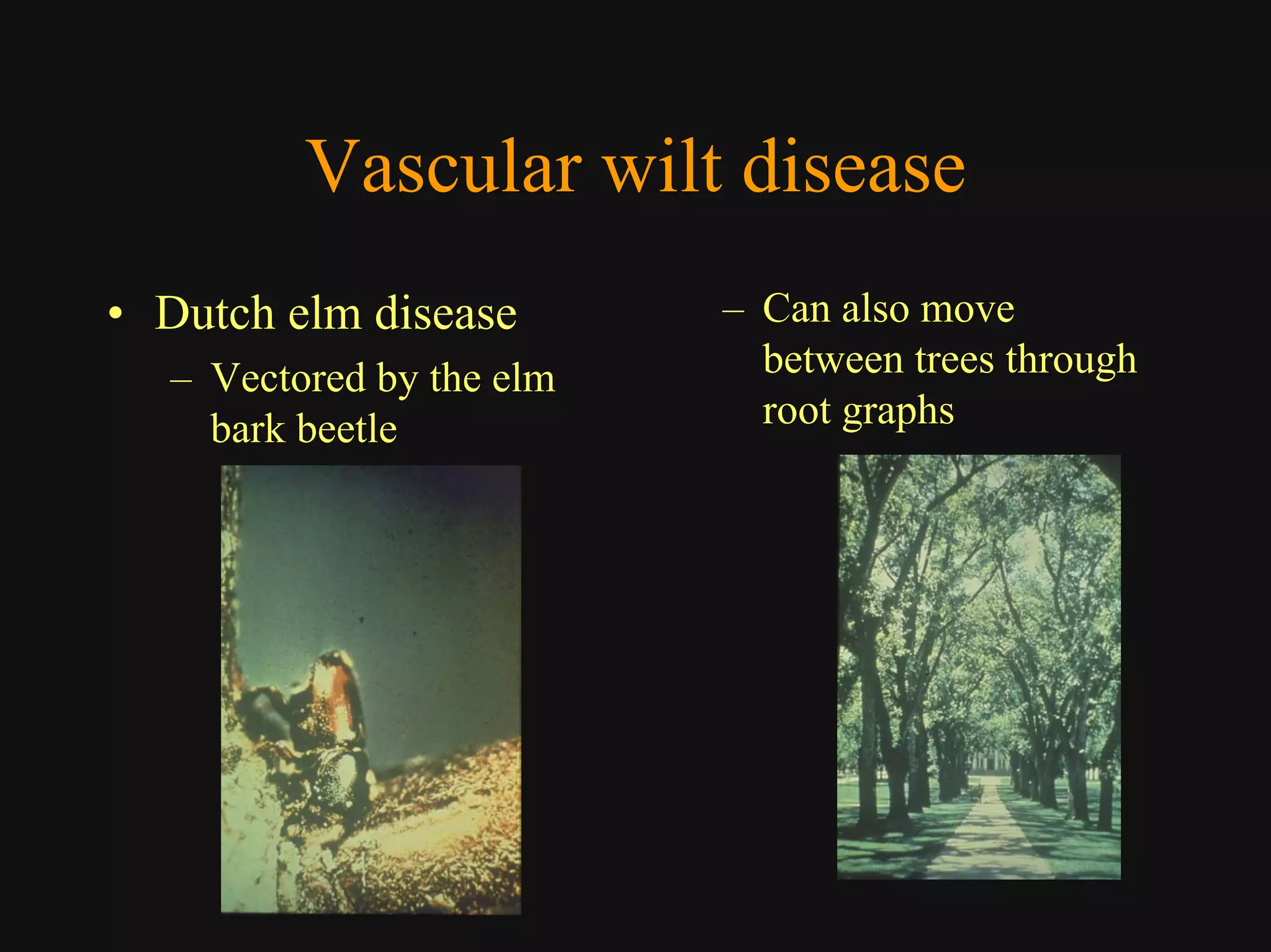 Good Class4 Ornamental Diseases