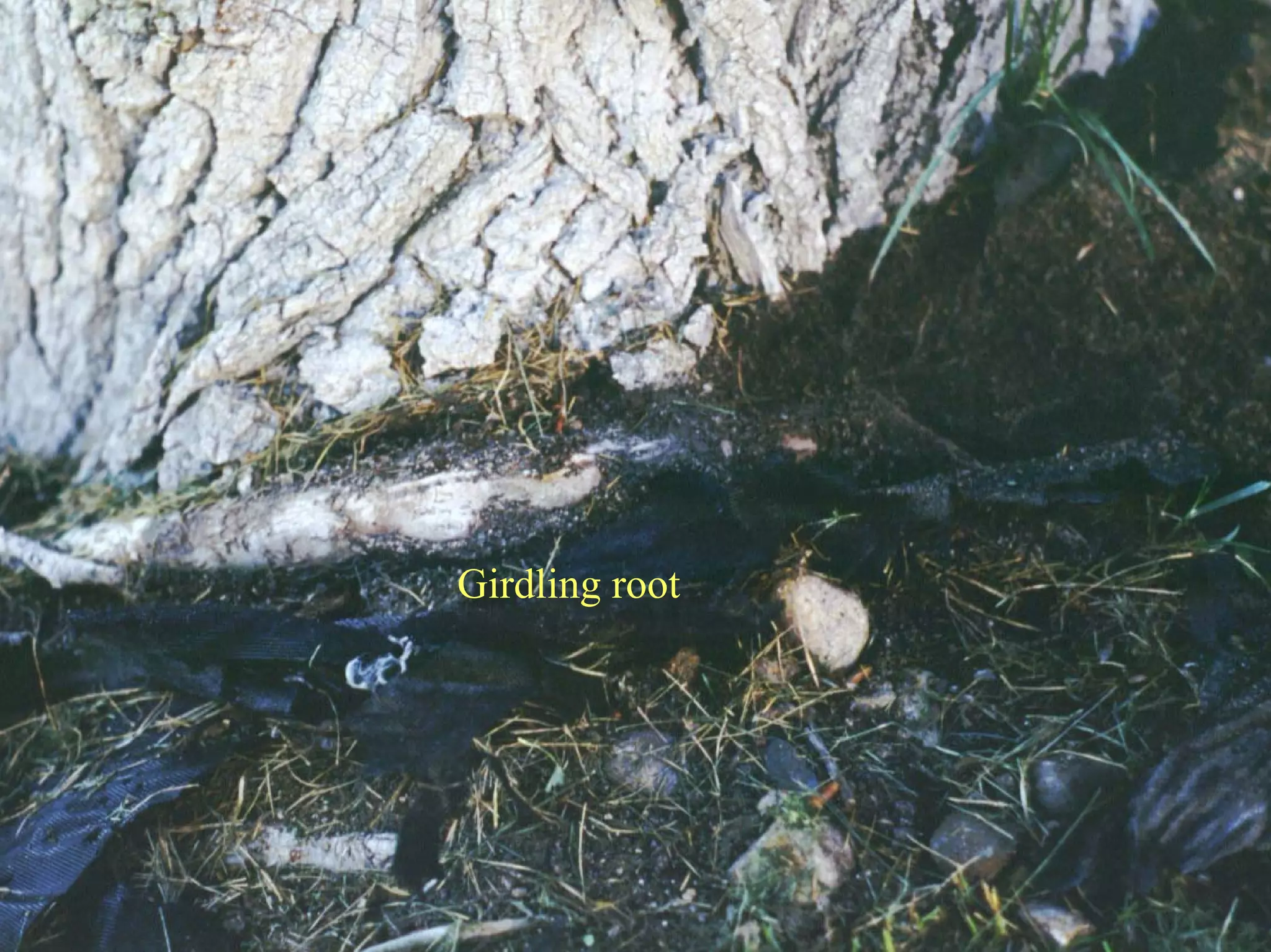 Good Class4 Ornamental Diseases