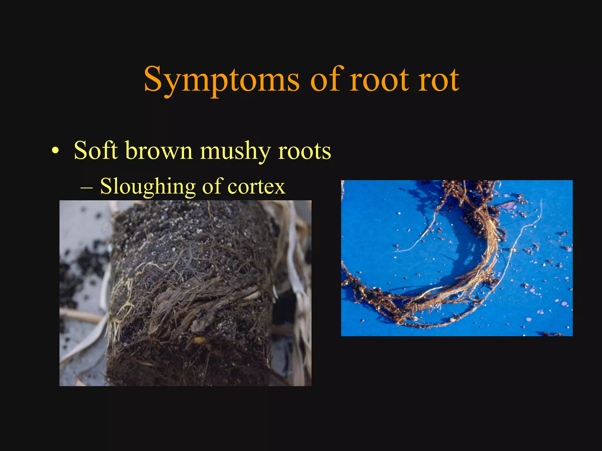 Good Class4 Ornamental Diseases