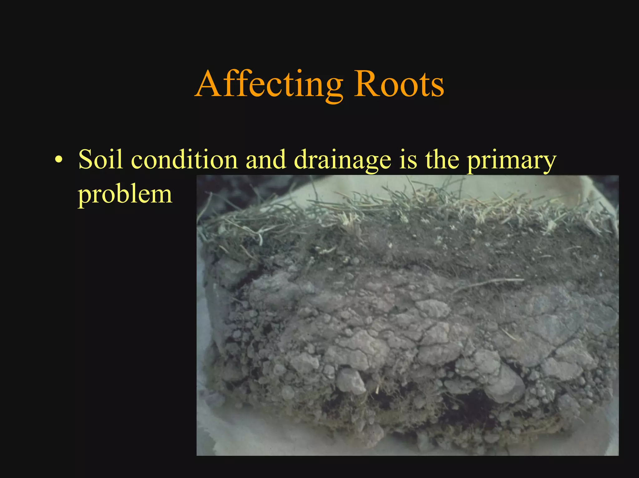 Good Class4 Ornamental Diseases