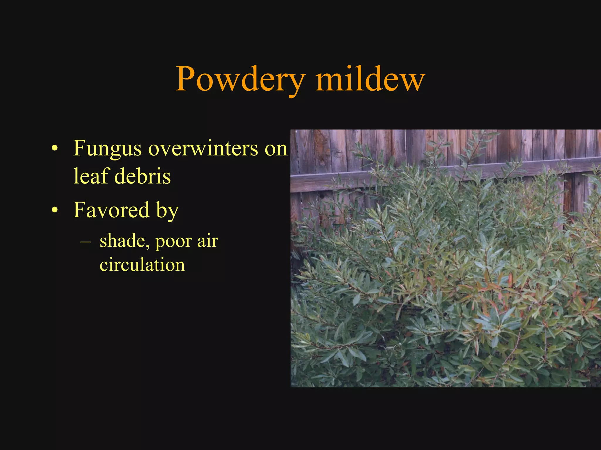 Good Class4 Ornamental Diseases