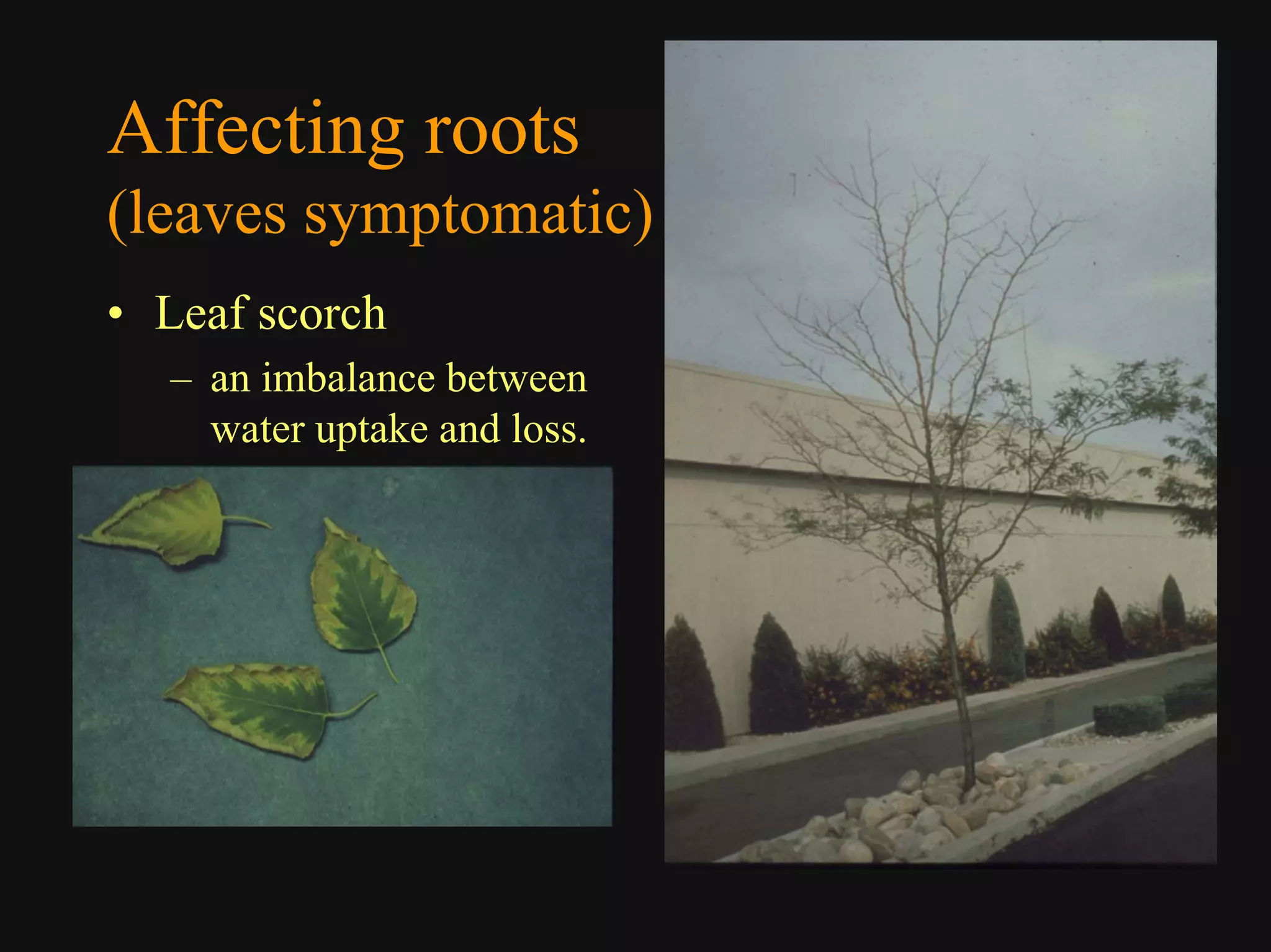 Good Class4 Ornamental Diseases