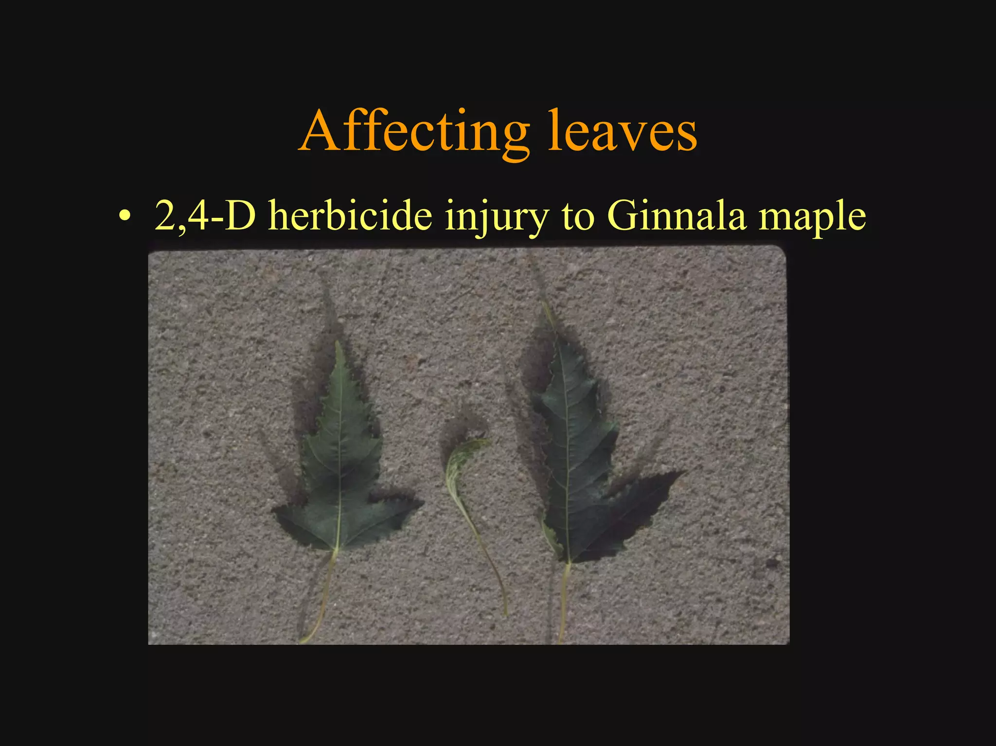 Good Class4 Ornamental Diseases