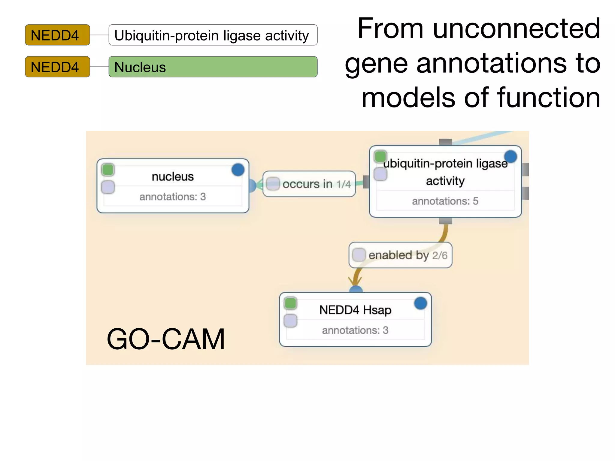 From unconnected
gene annotations to
models of function
NEDD4 Ubiquitin-protein ligase activity
NEDD4 Nucleus
GO-CAM
 