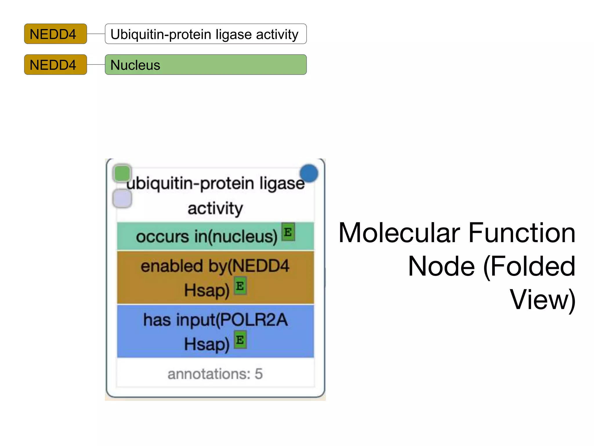 Molecular Function
Node (Folded
View)
NEDD4 Ubiquitin-protein ligase activity
NEDD4 Nucleus
 