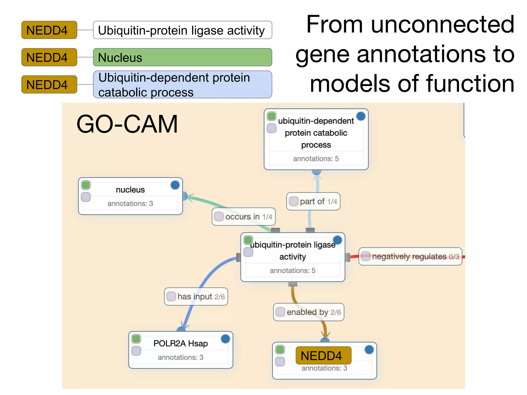From unconnected
gene annotations to
models of function
NEDD4 Ubiquitin-protein ligase activity
NEDD4 Nucleus
NEDD4
Ubiquitin-dependent protein
catabolic process
GO-CAM
NEDD4
 